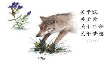 读狼王梦读书心得体会有感5篇(狼王梦：书中的智慧与勇气)