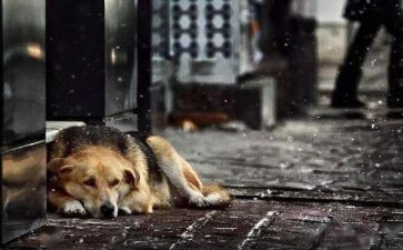 《苦儿流浪记》读后感6篇(《苦儿流浪记》：六篇读后感，感动心灵)