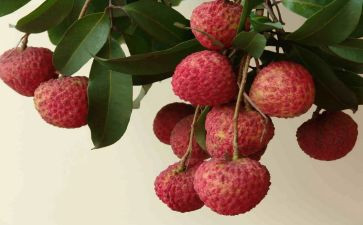 摘荔枝作文参考6篇