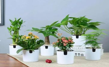 生命的绿作文通用8篇