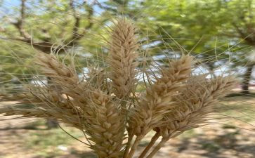 割麦子教案最新6篇