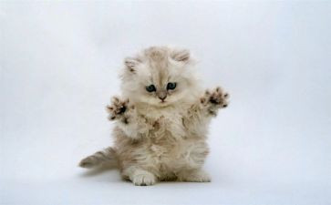 《猫武士》读后感模板6篇(《猫武士》：6篇读后感模板，助你成为文辑达人！)