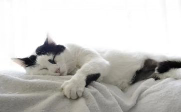 猫观后感600字推荐8篇
