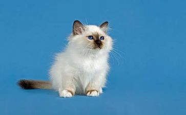 小猫咪咪作文6篇(小猫咪咪的文学世界：6篇精彩作文)