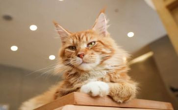 大猫小猫小班音乐教案6篇