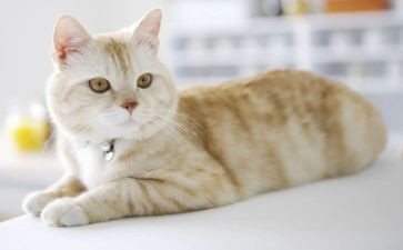 《猫武士》读后感优秀8篇(《猫武士》：8篇读后感，点燃心灵的战斗之火)