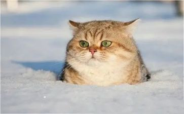 猫观后感600字优质6篇