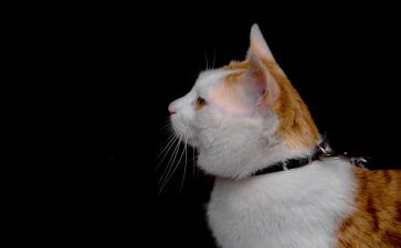 猫电影观后感5篇