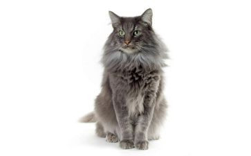 熊猫的作文通用6篇(