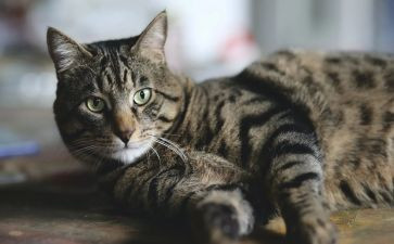 熊猫的作文推荐6篇(熊猫之美：6篇精选作文)