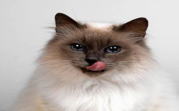 《猫武士》读后感6篇(《猫武士》：六篇读后感，猫之勇者的传奇)