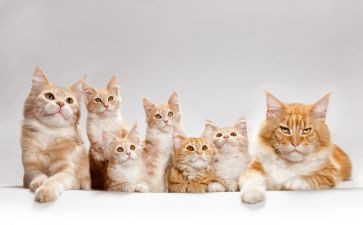 猫电影观后感模板5篇