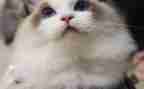 猫观后感600字优秀8篇