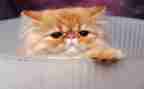 《猫武士》读后感7篇