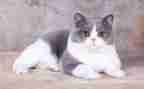 小猫咪咪作文精选5篇