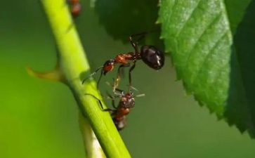 教案《蚂蚁》推荐7篇(《蚂蚁》教案精选：7篇必读)