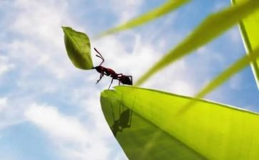 蚂蚁故事的作文5篇