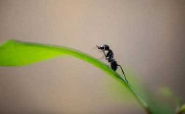 捉蚂蚁教案精选7篇