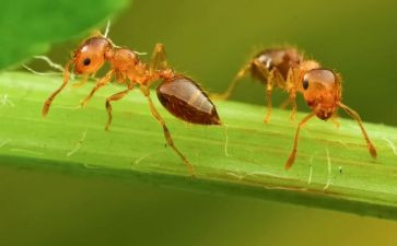 教案《蚂蚁》7篇(《蚂蚁》教案集锦：7篇精彩探索)