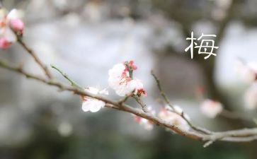 张桂梅先进事迹心得体会最新6篇(张桂梅：光辉事迹与心灵启迪)