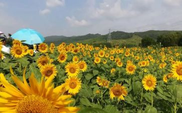 银行网点半年度工作总结美篇6篇(银行网点精彩半年：6篇工作总结)