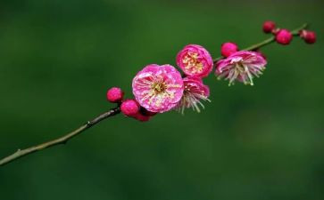 写梅花精神的作文5篇