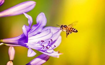 小蜜蜂作文600字5篇