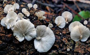 《采蘑菇》教案7篇(《蘑菇采摘乐趣》：7篇教案助你成为专业采蘑菇达人)