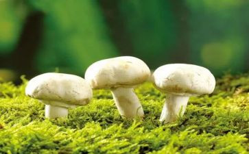 中班蘑菇的教案5篇