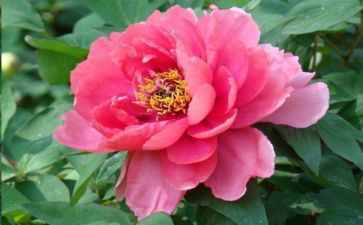 牡丹优秀作文8篇