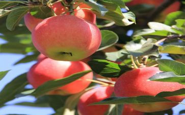 苹果红教学反思优质6篇