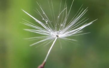 小蚂蚁和蒲公英中班语言教案6篇