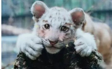 期待2024演讲稿6篇