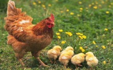 与亲情有关的作文优质5篇