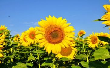 精彩的生活作文7篇