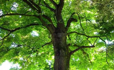 《种树郭橐驼传》优质教案4篇(《种树郭橐驼传》：4篇优质教案，助你成为卓越文辑！)