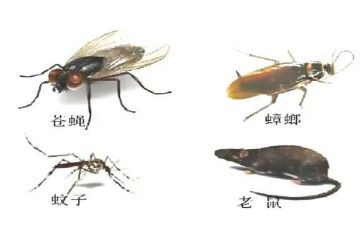 除四害工作计划及总结模板5篇(四害工作计划与总结：5篇优质模板)