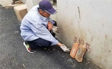 除四害工作计划及总结参考7篇(四害工作计划与总结：7篇优质参考)
