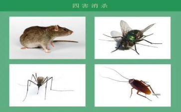 除四害的工作计划参考6篇