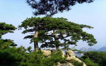 松鼠鼠的作文参考8篇