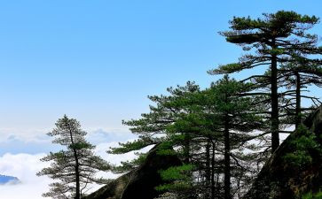 松鼠鼠的作文优秀7篇