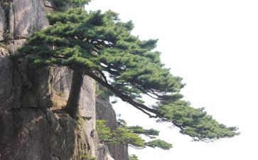 松鼠鼠的作文5篇