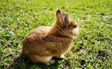 小兔子小班语言教案8篇