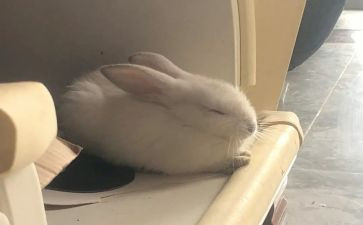 小兔子教学反思6篇