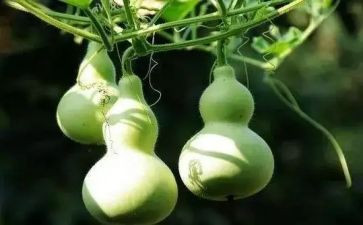 关于宝葫芦的读后感7篇