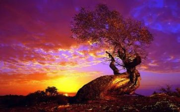 仙人掌的顽强作文通用8篇