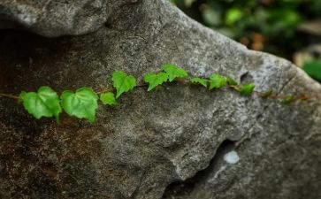 顽强的生命力作文推荐5篇(生命的坚韧：5篇推荐作文)