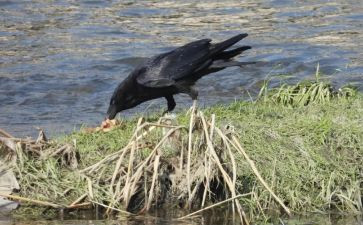 乌鸦喝水幼儿园教案8篇