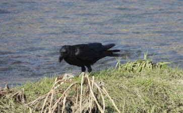 想喝水的乌鸦的读后感6篇