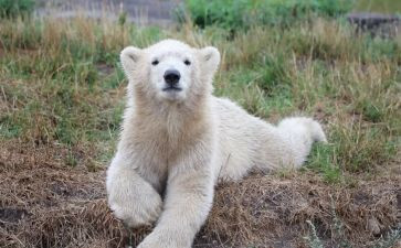 画小熊的教案优质7篇